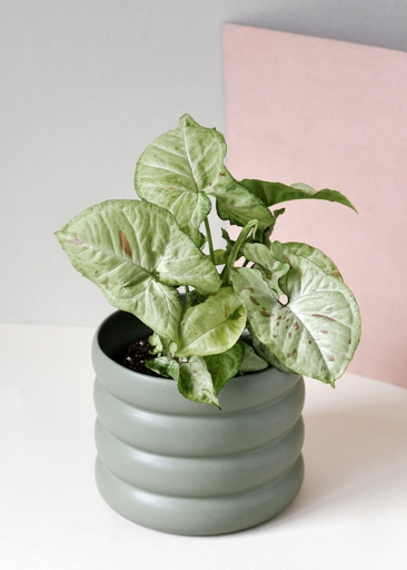 Syngonium Confetti needs moderate watering, while Pink Splash needs more frequent watering.
