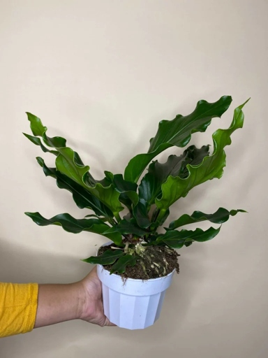 Tap water often contains chlorine and other chemicals that can be harmful to plants. To help your plant thrive, filter the tap water before watering your fern. If you notice your bird's nest fern has brown tips, it is likely due to the water you are using.