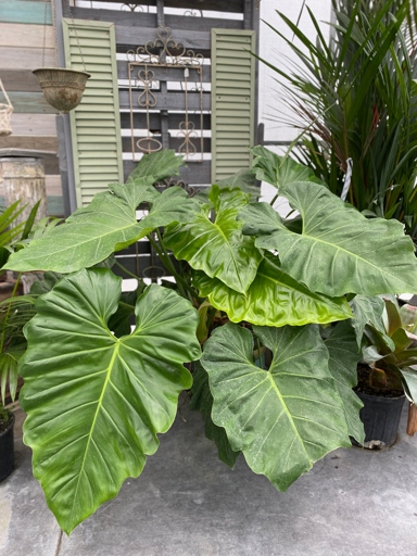 Temperature fluctuations are one of the most common reasons for philodendron leaves to be small.