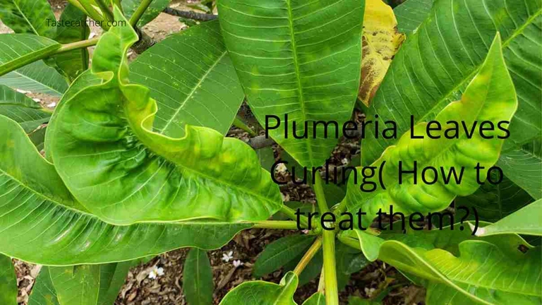 Temperature stress is one of the most common causes of white spots on plumeria leaves.