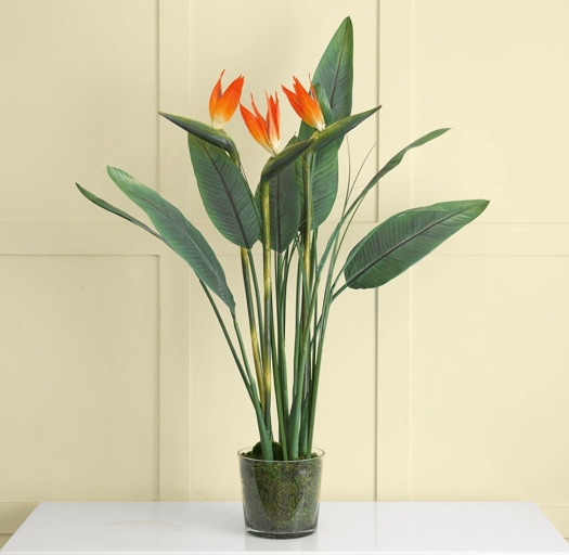 Temperature stress is one of the most common problems with bird of paradise plants.