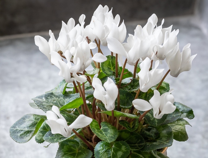 Temperature stress is one of the most common reasons for cyclamen leaves to curl.