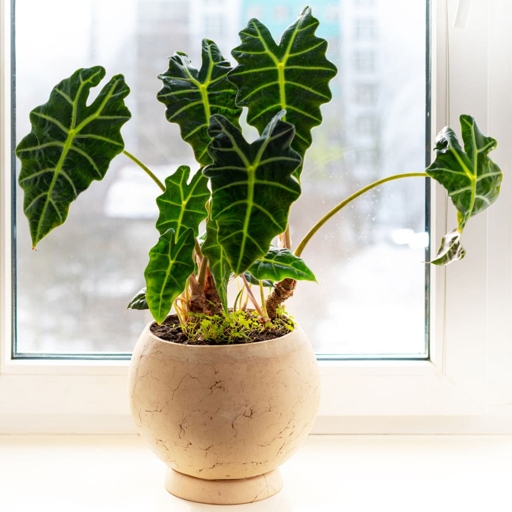 The Alocasia amazonica has large, dark green leaves with prominent white veins, while the Alocasia polly has smaller, lighter green leaves with less prominent white veins.