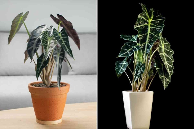 The Alocasia Bambino and the Alocasia Polly are two very similar looking plants.