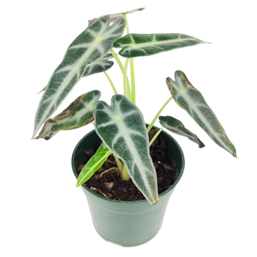The Alocasia bambino is a tropical plant that does best in humid environments.