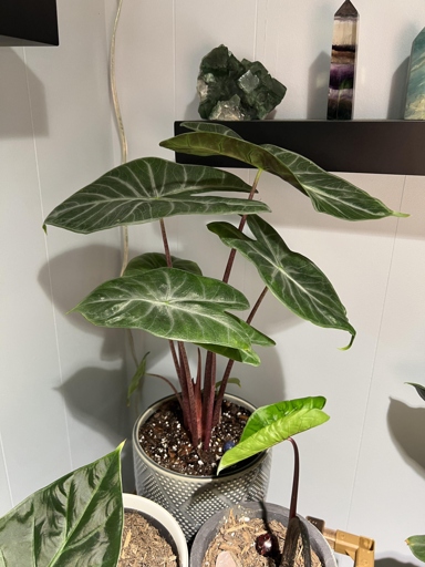 The Alocasia Ivory Coast and the Pink Dragon have different growing requirements, but they are both fairly easy to care for.