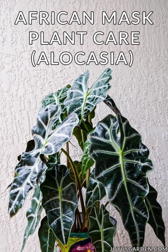 The Alocasia Portodora, or African Mask Plant, is a beautiful and unique plant that can be a great addition to any home.