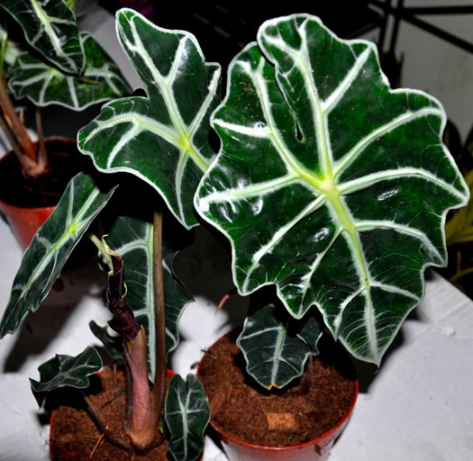 The Alocasia Portodora, or African Mask Plant, is a tropical plant that thrives in high humidity environments.