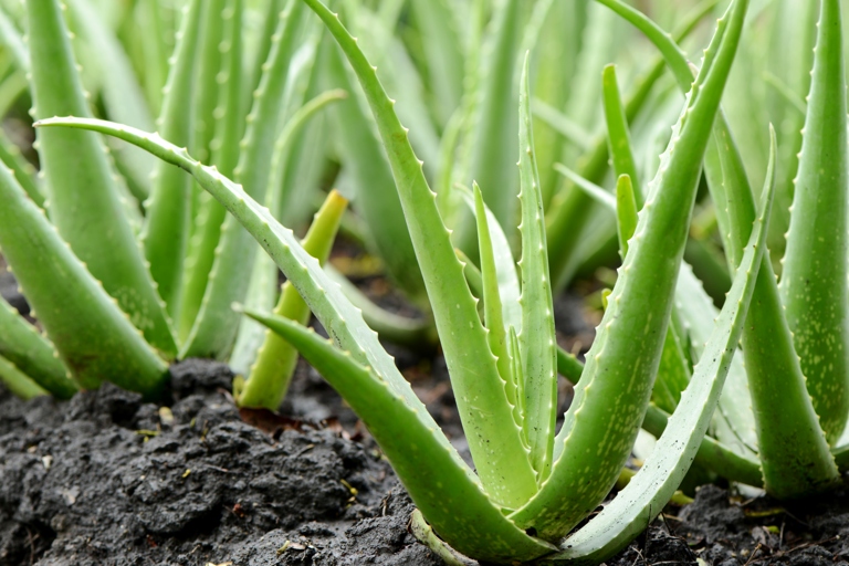 The aloe vera plant has no roots, which can cause it to suffer from hypothermia.