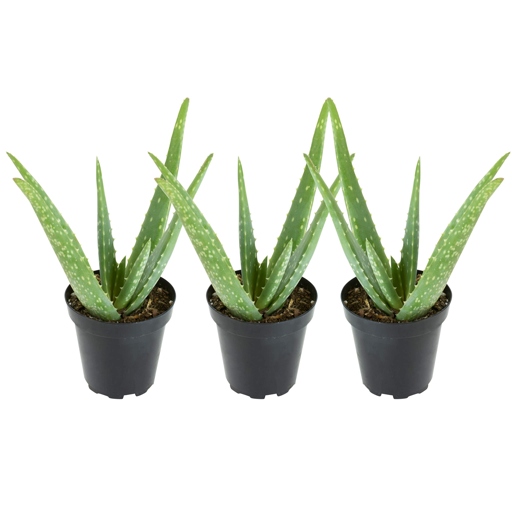 The aloe vera plant is a succulent that does not have roots, but rather has a fibrous root system.