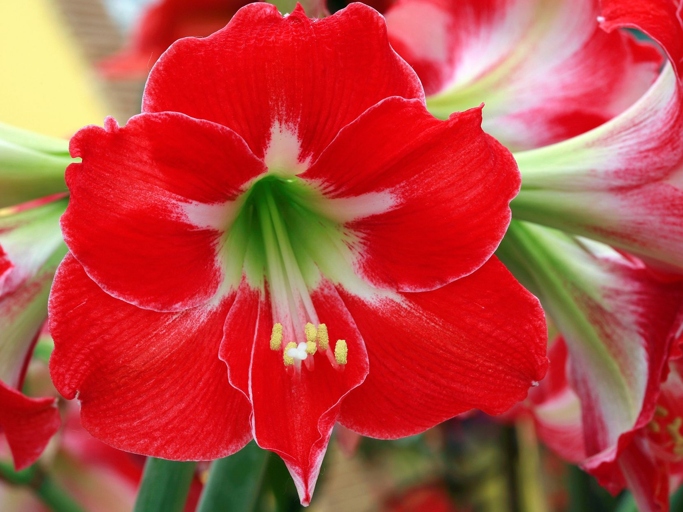 The Amaryllis is a beautiful flower, but it is not indestructible.