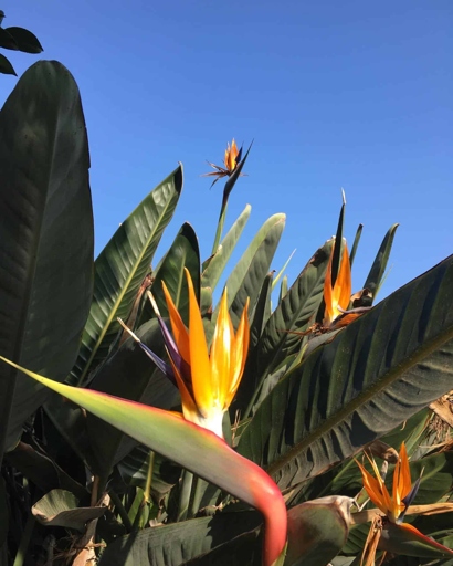 The amount of light your bird of paradise needs depends on the intensity of the light.