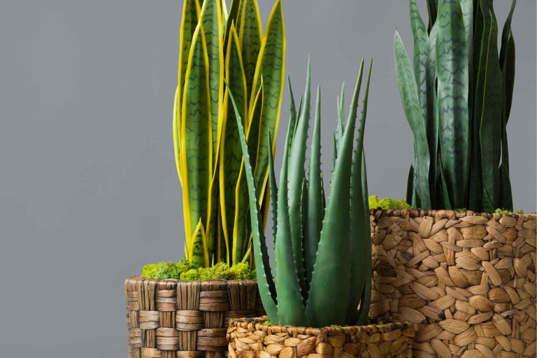 The amount of light your snake plant needs depends on the variety.