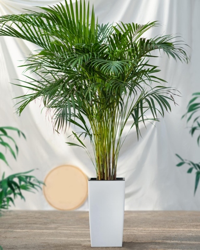 The Areca Palm is a beautiful, tropical plant that is native to Madagascar.