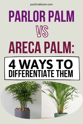 The Areca Palm is much more drought tolerant than the Parlor Palm and only requires watering every 1-2 weeks.