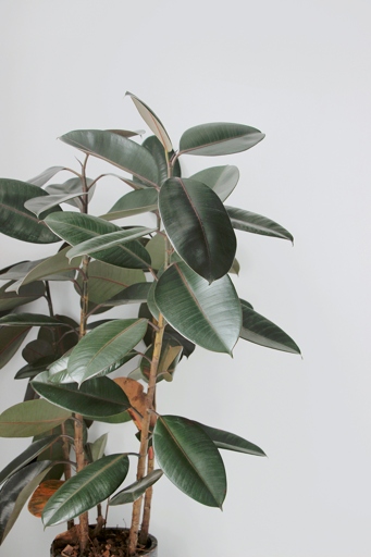 The article discusses how to fix a rubber plant that has white spots.