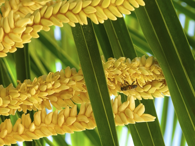 The article provides tips on how to make sure your palm tree blooms flowers.