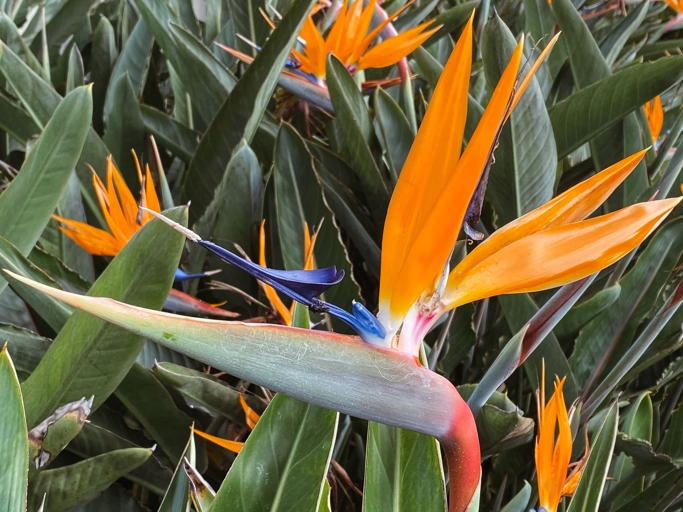The average bird of paradise plant can grow to be about 3 to 4 feet tall.
