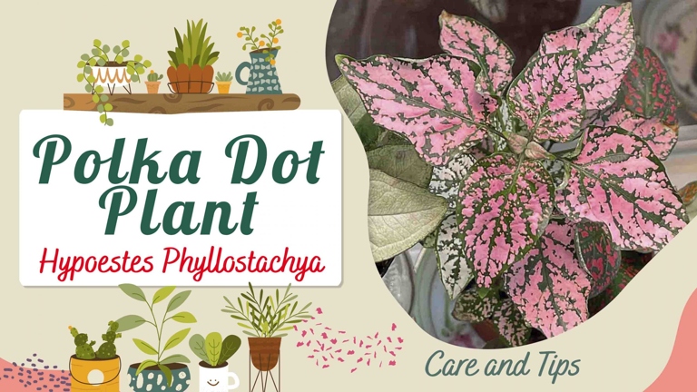 The average polka dot plant life span is around 2-3 years.