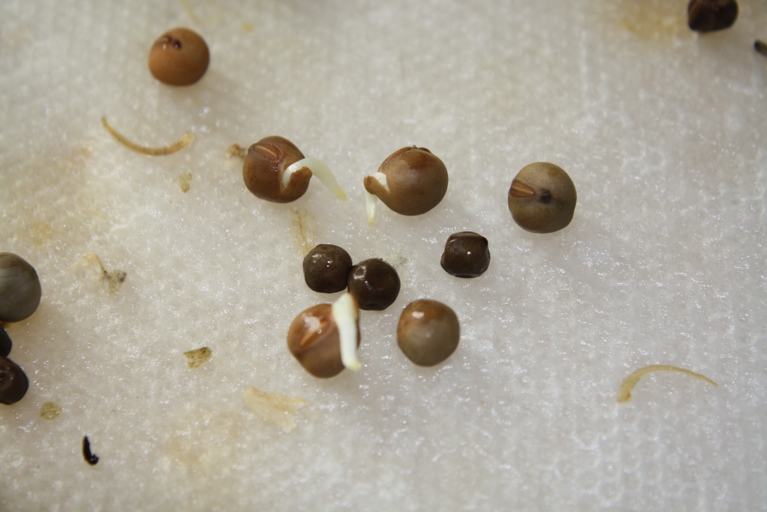 The average shelf life of vegetable seeds is 1-2 years.