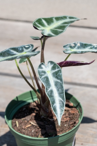The Bambino grows to be about one-third the size of the Polly and has a more compact growth habit. The Alocasia Bambino is a dwarf variety of the Alocasia Polly, both of which are popular houseplants. The leaves of the Bambino are also more rounded than those of the Polly.