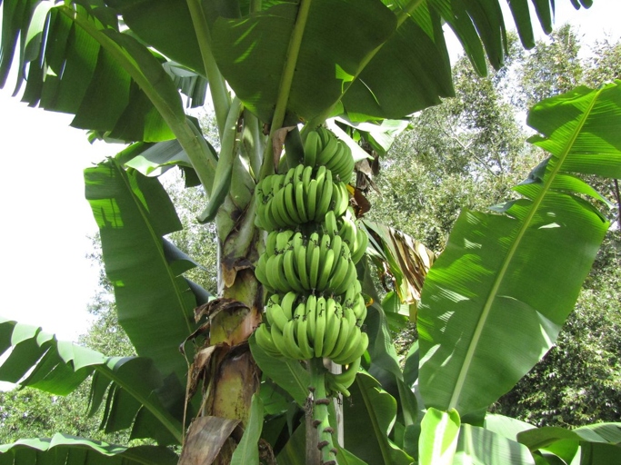 The banana plant is a flowering plant that is native to the tropics.