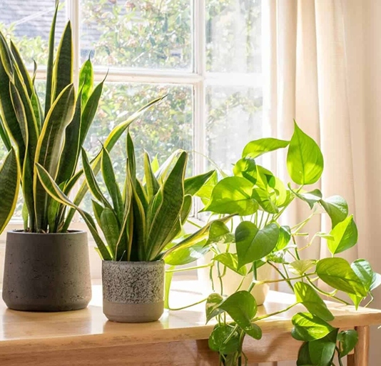 The best location for snake plants is in a bright room with indirect sunlight.