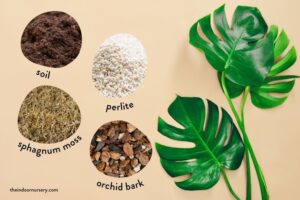 The best soil for Monstera is a well-draining, slightly acidic potting mix.