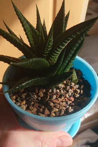 The best soil mix for aloe is a well-draining potting mix with a neutral pH.