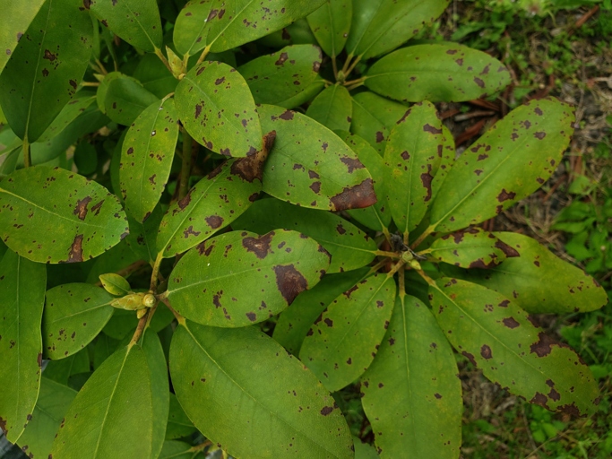 The best solution for black leaves on rhododendron is to remove the affected leaves and destroy them.
