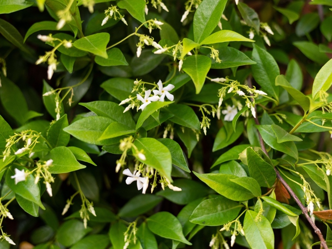 The best time to plant Star Jasmine is in the spring or summer.