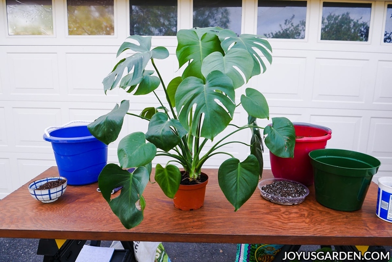 The best time to repot a large monstera is in the summer.