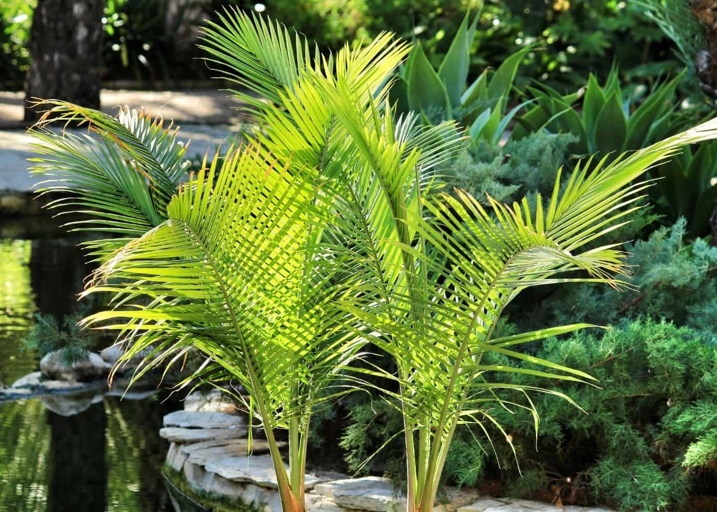 The best time to repot majesty palms is in the spring.