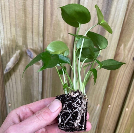 The best time to repot your Monstera is in the summer, when the plant is actively growing.