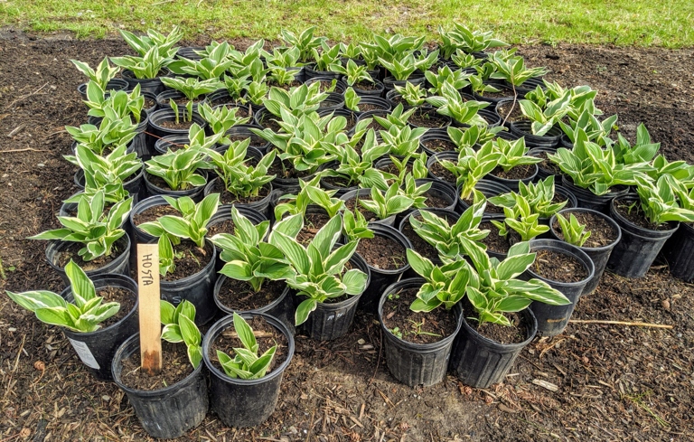 The best type of soil for planting hosta bulbs is rich, well-drained soil.