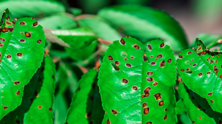 The best way to control and manage brown spots on a rubber plant is to remove the affected leaves and to provide the plant with proper care.