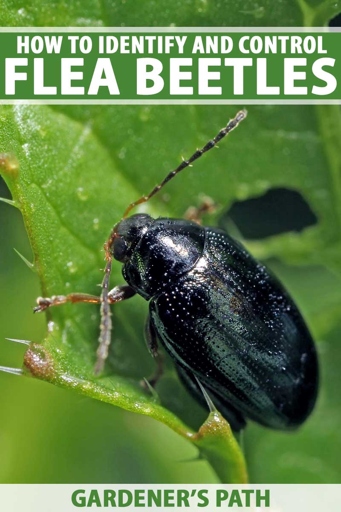 The best way to control and manage flea beetles is to remove them by hand.