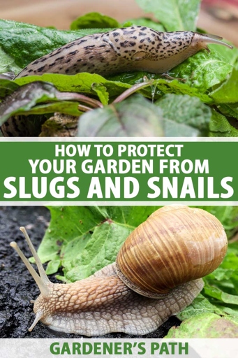 The best way to control and manage slugs and snails is to remove them by hand.