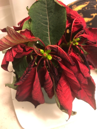 The best way to fix this is to water it thoroughly, making sure to get the water to the roots. If your poinsettia is drooping, it's likely because it's not getting enough water.