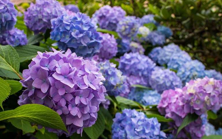 The best way to prevent your hydrangea from falling over is to choose the right location for it.