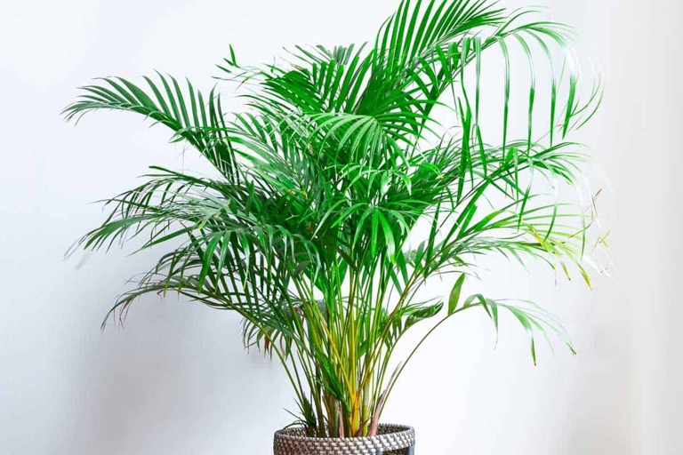 The best way to propagate an Areca Palm is by division of the suckers that form around the base of the plant.