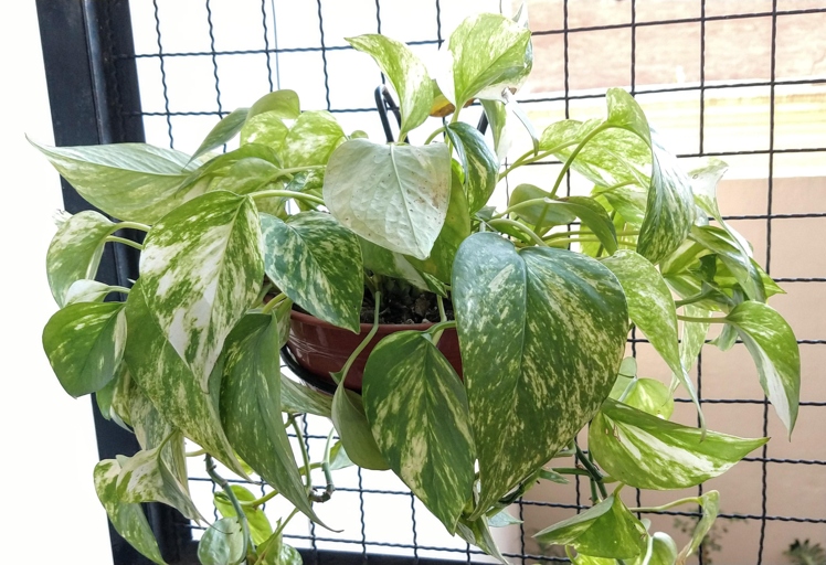 The best way to revive a drooping pothos is to water it thoroughly and then place it in a bright location.