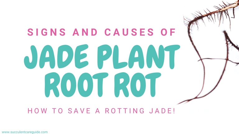 The best way to treat Jade Plant Root Rot is by using a fungicide.