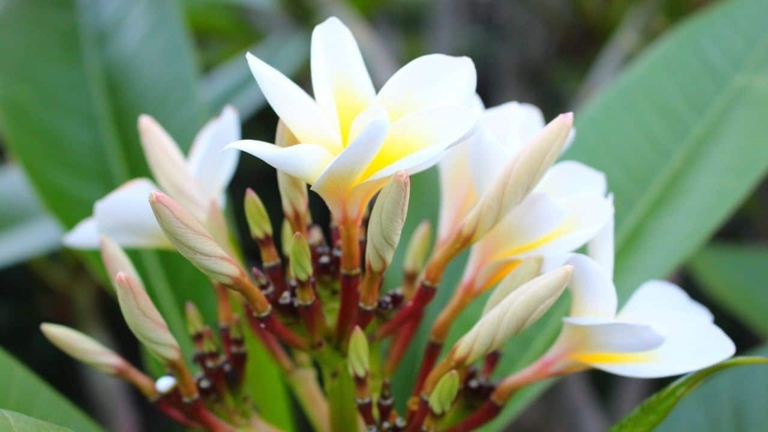 The best way to treat plumeria stem rot is to catch it early and remove the affected areas.
