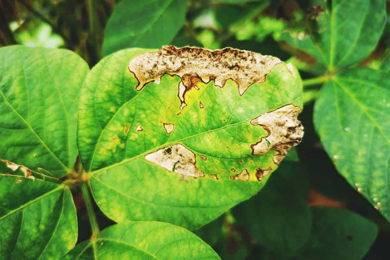 The best way to treat Southern Blight is to remove the affected leaves and to keep the plant well-watered.