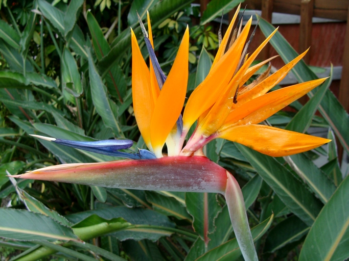 The Bird of Paradise flower blooms typically once a year, in the late spring or early summer.