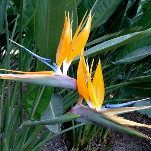 The bird of paradise is a beautiful and unique plant that is native to Australia.