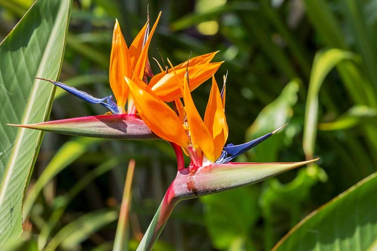The bird of paradise is a beautiful plant that is native to South Africa.