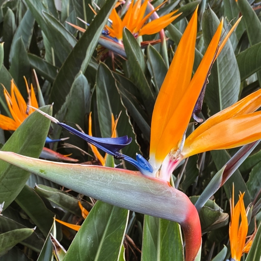 The bird of paradise is a beautiful plant that is native to South America. However, it is susceptible to a number of diseases, including root rot, stem rot, and leaf spot.