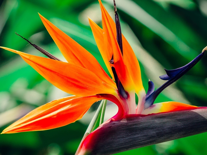 The bird of paradise is a plant that is known for its vibrant flowers.